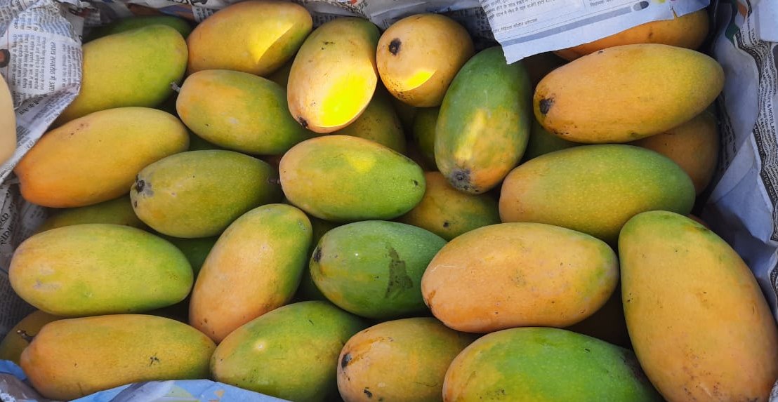 Dasheeri Organic Mangoes