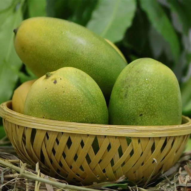 Cheruku Rasalu Organic Mangoes