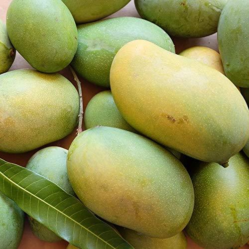 Pedda Rasalu Organic Mangoes