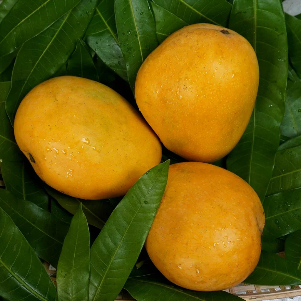 Banginapalli Organic Mangoes
